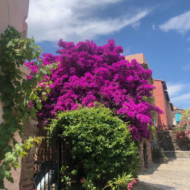 66b - Beautiful Flat 800m From The Sea With Private Parking * Collioure